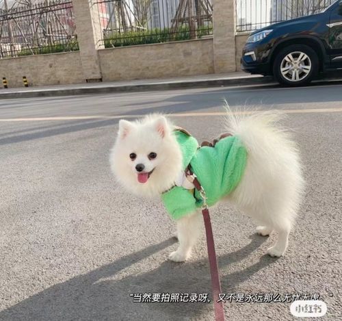 當(dāng)狗狗穿上女仆裝 萌寵時尚新體驗