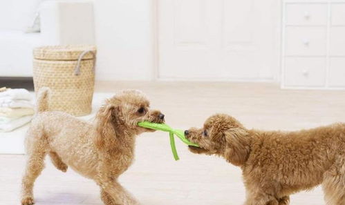 養(yǎng)狗5年，我才明白泰迪最期待的主人原來是這幾種類型